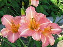 Лилейник гибридный 'Анна Варнер'