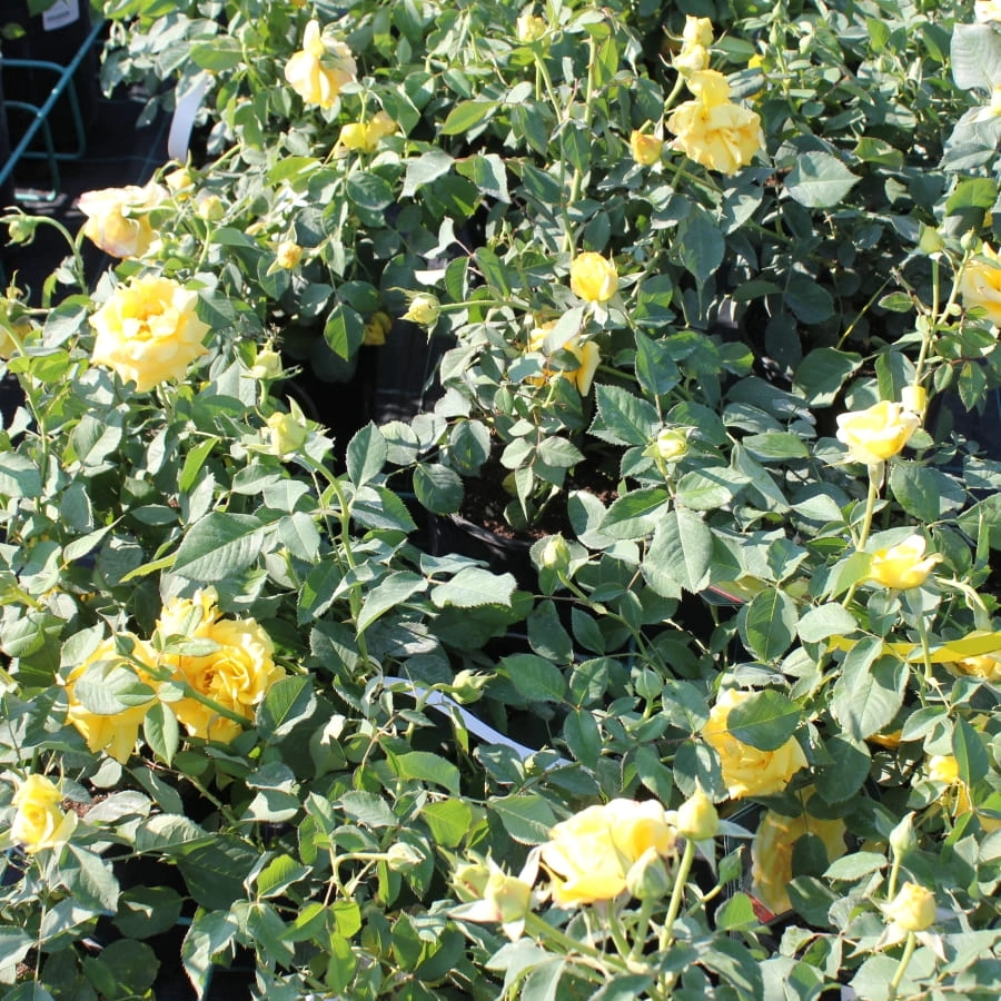 Роза 'Мальта' (чайно-гибридная) (желтая)