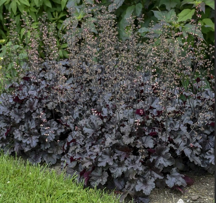 Гейхера 'Черная Жемчужина'