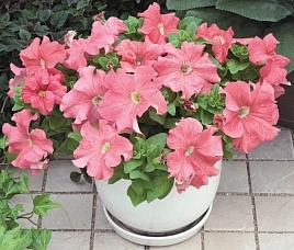 Петуния (сурфиния) гибридная  'Дримс Пинк' (светло-розовая)