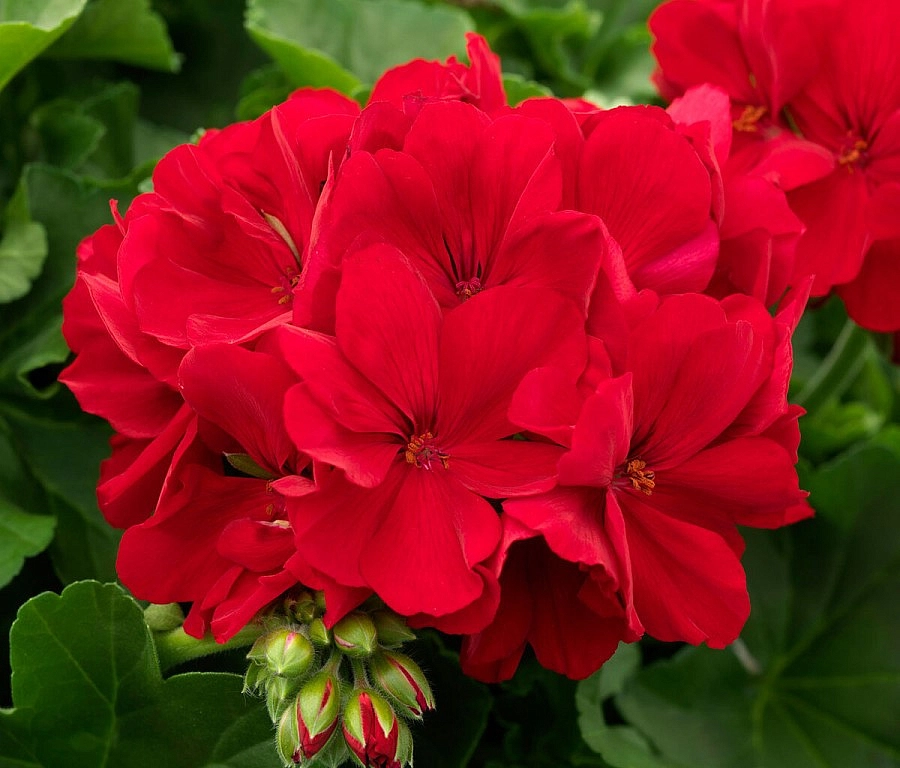 Пеларгония плющелистная 'Роял Ред' (красная)