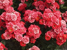 Роза 'Хоккей' (почвопокровная) (коралово -розовая)