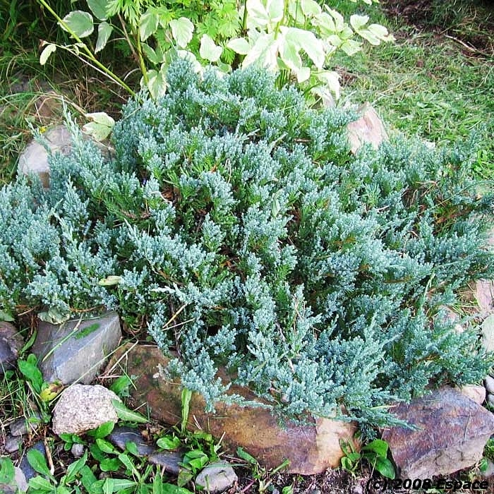 Можжевельник горизонтальный 'Блу Чип'