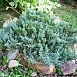 Можжевельник горизонтальный 'Блу Чип'