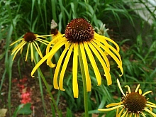 Эхинацея пурпурная 'Парадокса'