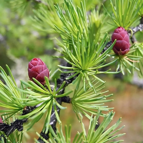 Лиственница европейская