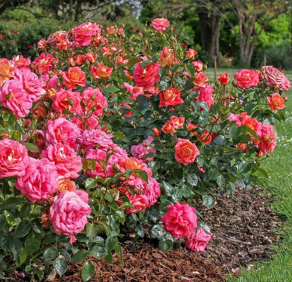 Роза флорибунда