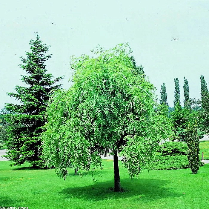 Ясень обыкновенный 'Пендула'