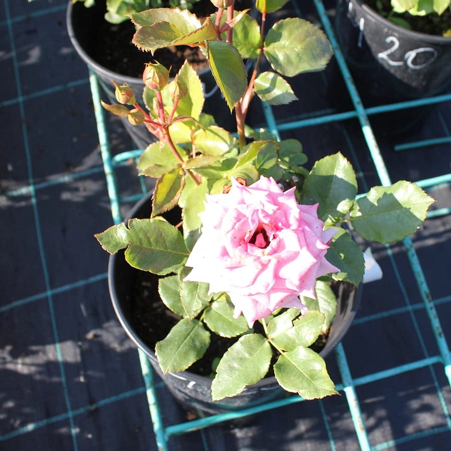  Роза Барбадос (Barbados)