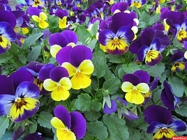 Виола рогатая 'Эдмайе Макси' (смесь)