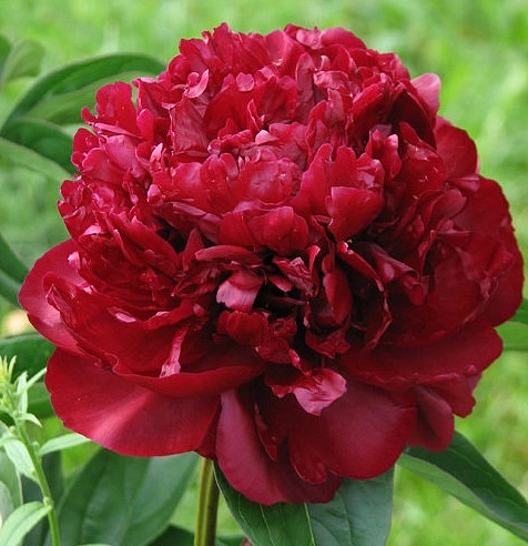 Пион молочноцветковый 'Монсеньор М.Каюзак'