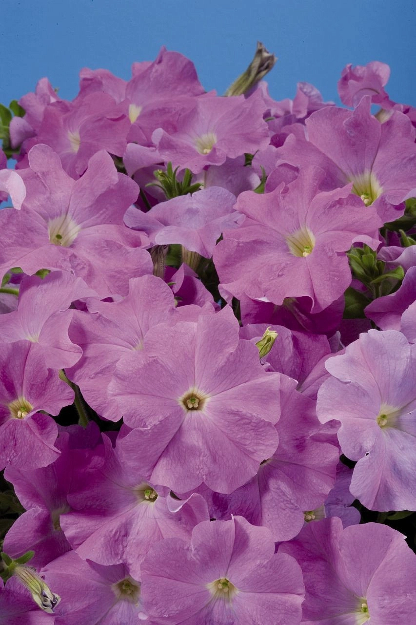 Петуния (сурфиния) гибридная 'Аладдин Лилак'' (лиловая)