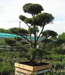 Сосна черная бонсай