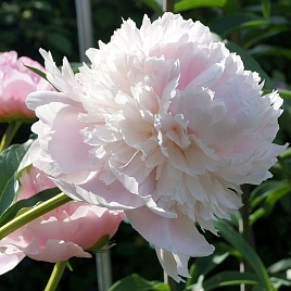 Пион молочноцветковый 'Печер'