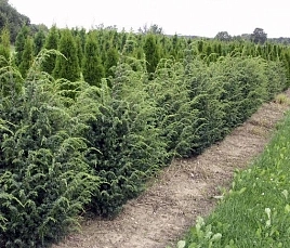 Можжевельник обыкновенный Мейер (communis Meyer)