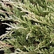 Можжевельник горизонтальный 'Принц оф Уэльс'
