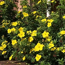 Лапчатка кустарниковая 'Фридхем'