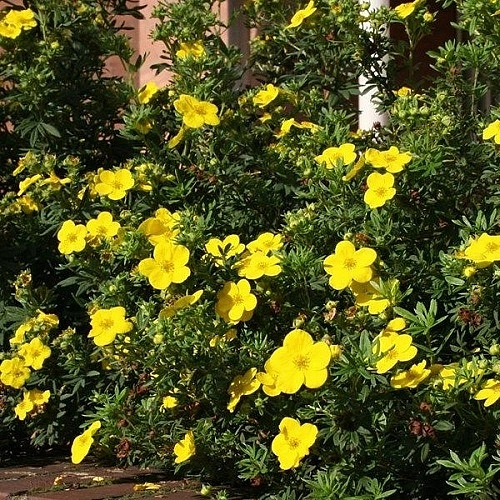 Лапчатка кустарниковая 'Фридхем'