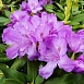 Рододендрон катевбинский (гибридный) 'Грандифлорум' (фиолетовый)