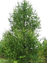 Лиственница сибирская