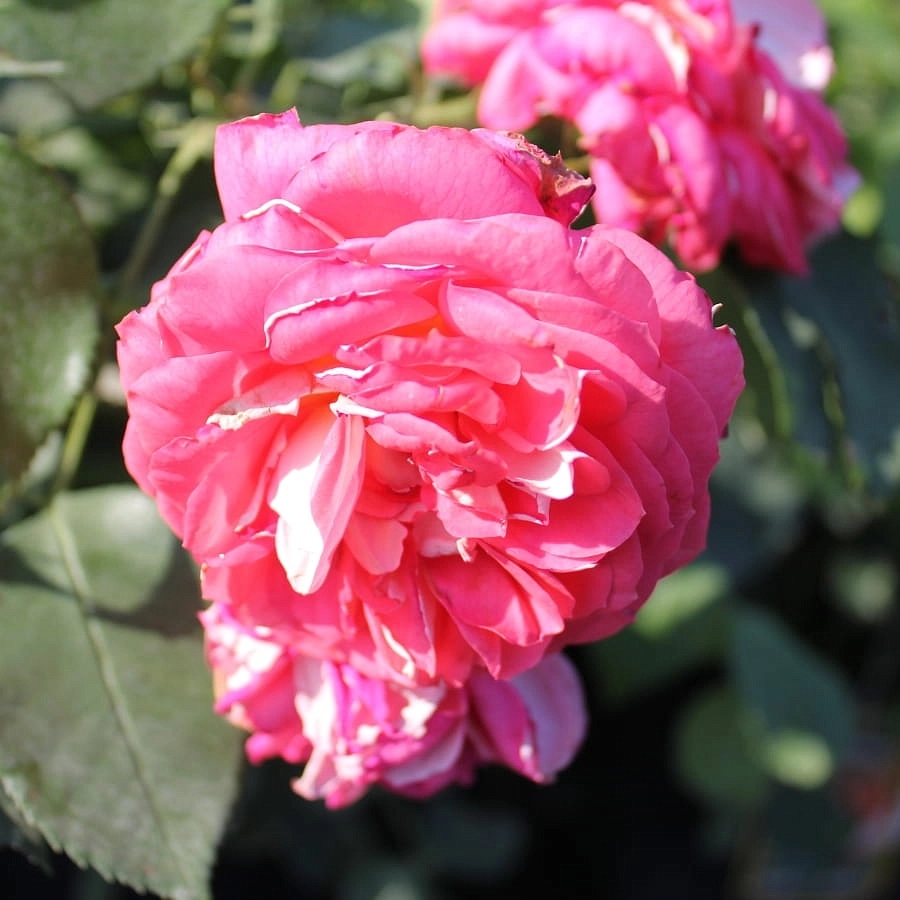 Роза 'Зоммерзонне' (флорибунда) (коралово - красная)