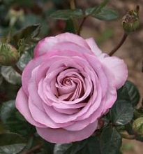 Роза 'Блю Герл' (чайно-гибридная) (лиловая с фиолетовым)