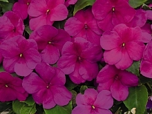 Бальзамин Уоллера 'Сингл Супер Элфин ХР Лилак' (лиловый)