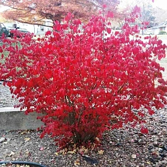 Бересклет крылатый 'Блейд Раннер'