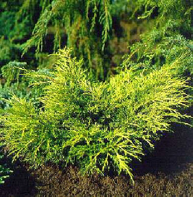 Можжевельник пфитцериана 'Мордиган Голд'