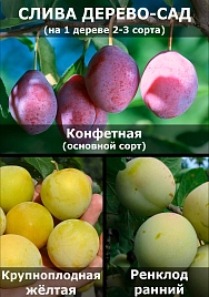 Слива 'Конфетная/Желтоплодная/Ренклод ранний'