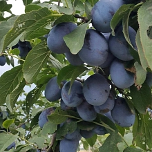 Слива 'Ненька'