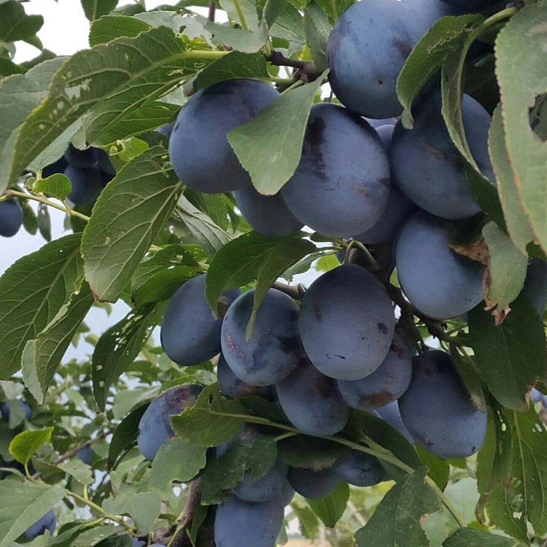 Слива 'Ненька'