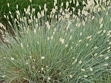 Сеслерия блестящая