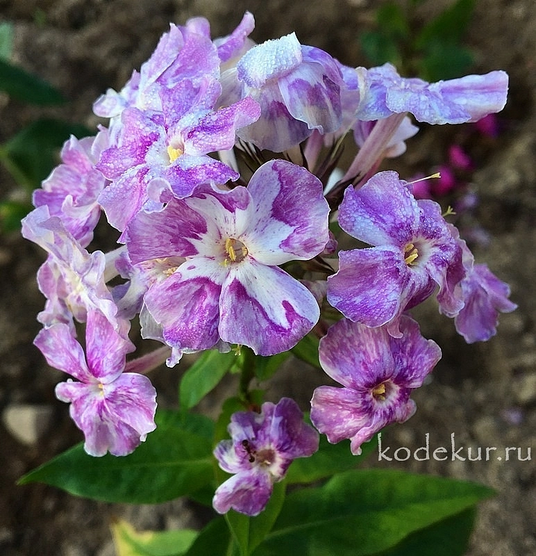 Флокс метельчатый 'Курочка Ряба' 