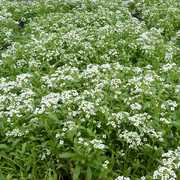 Алиссум Морской Исте Боннет белый