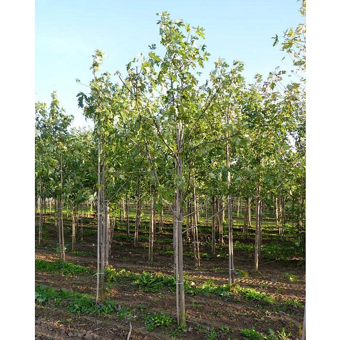 Клен сахарный (серебристый)