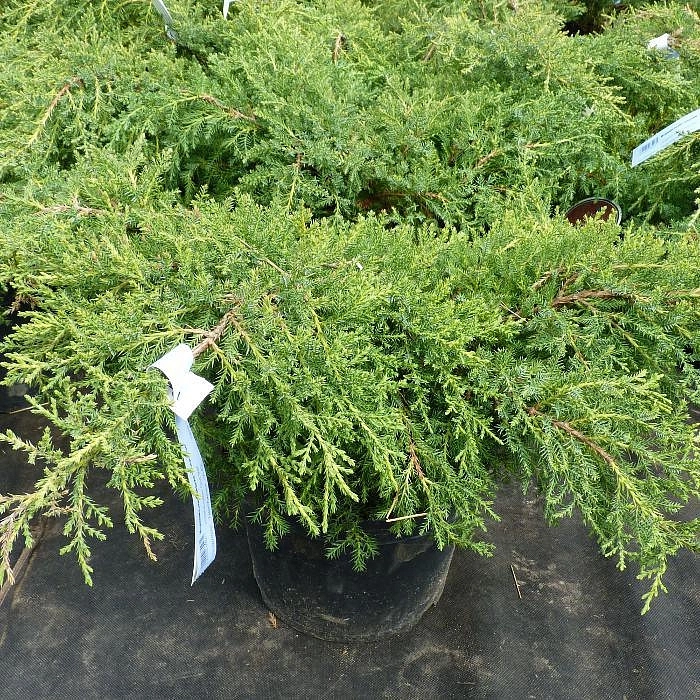 Можжевельник пфитцериана 'Голд Стар'