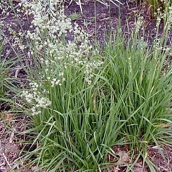 Бриза средняя 'Доддеринг Дилли'