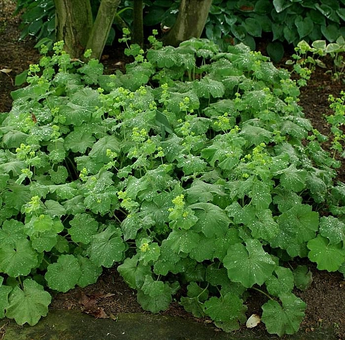 Манжетка мягкая