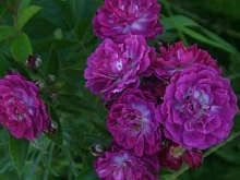 Роза 'Перенниал Блю' (плетистая) (синевато-фиолетовая)