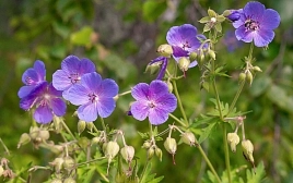 Герань лесная