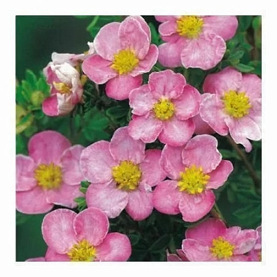 Лапчатка кустарниковая 'Нью Даун'