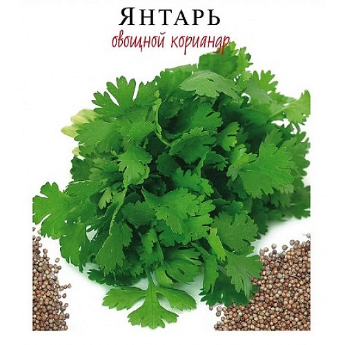 Кориандр овощной 'Янтарь'