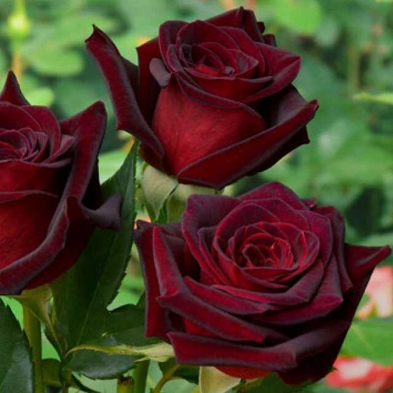 Роза 'Блек Меджик' (чайно-гибридная) (темно - красная)