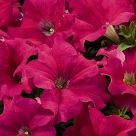 Петуния (сурфиния) гибридная 'Фалкон Дип Роуз' (розовая)