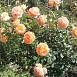 Роза 'Леди оф Шалотт' (парковая) (персиково-розовая)
