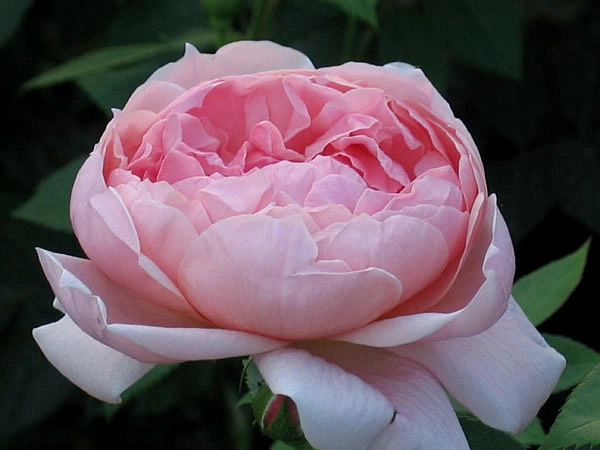Роза 'Колеттe' (плетистая) (розовая)