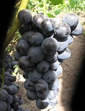 Виноград 'Сфинкс'