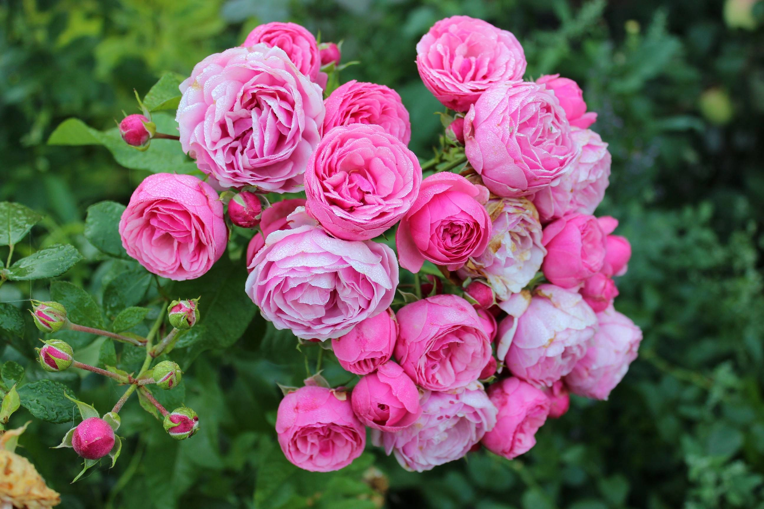 Роза 'Помпонелла' (флорибунда, парковая) (розовая) купить по цене 2.850,00 руб. руб. в Москве в садовом центре Южный