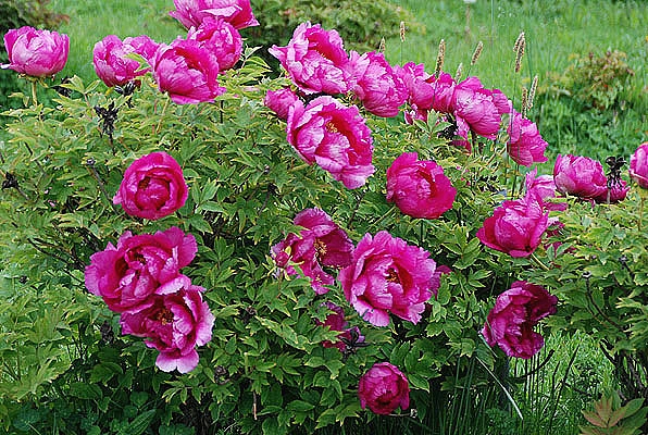 Пион древовидный (пурпурный)